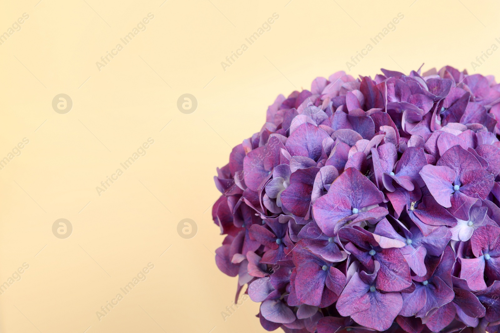 Photo of Beautiful bright hortensia flowers on beige background, closeup. Space for text