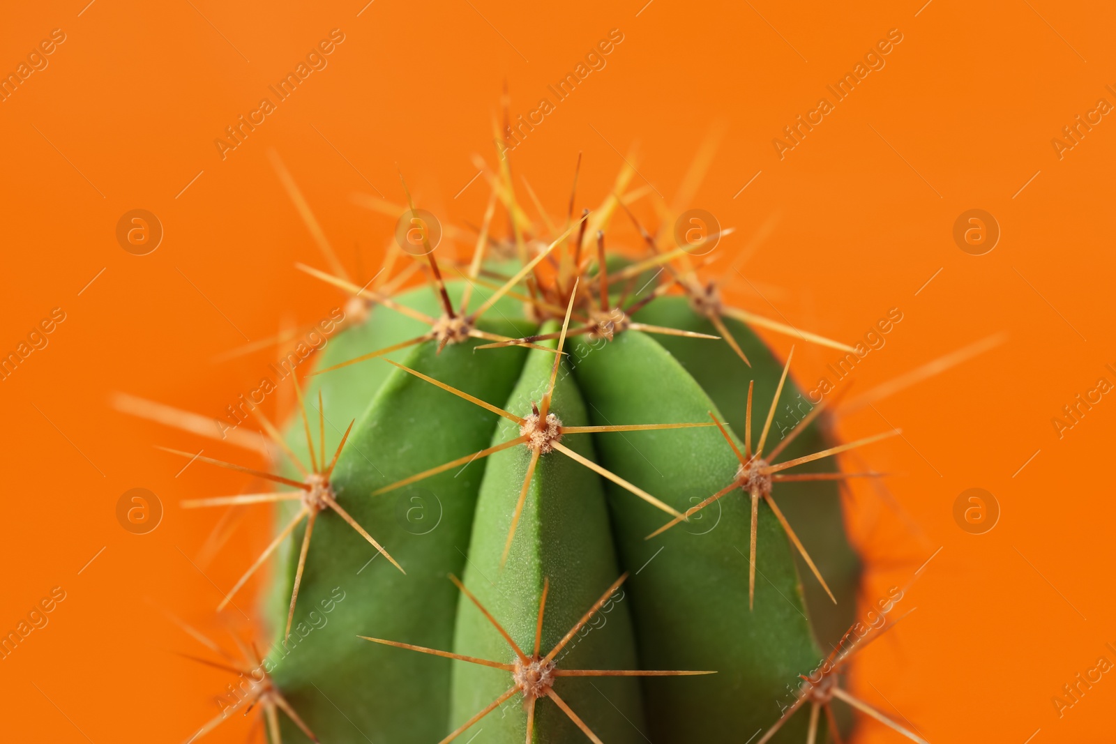 Photo of Beautiful green cactus on orange background, closeup. Tropical plant