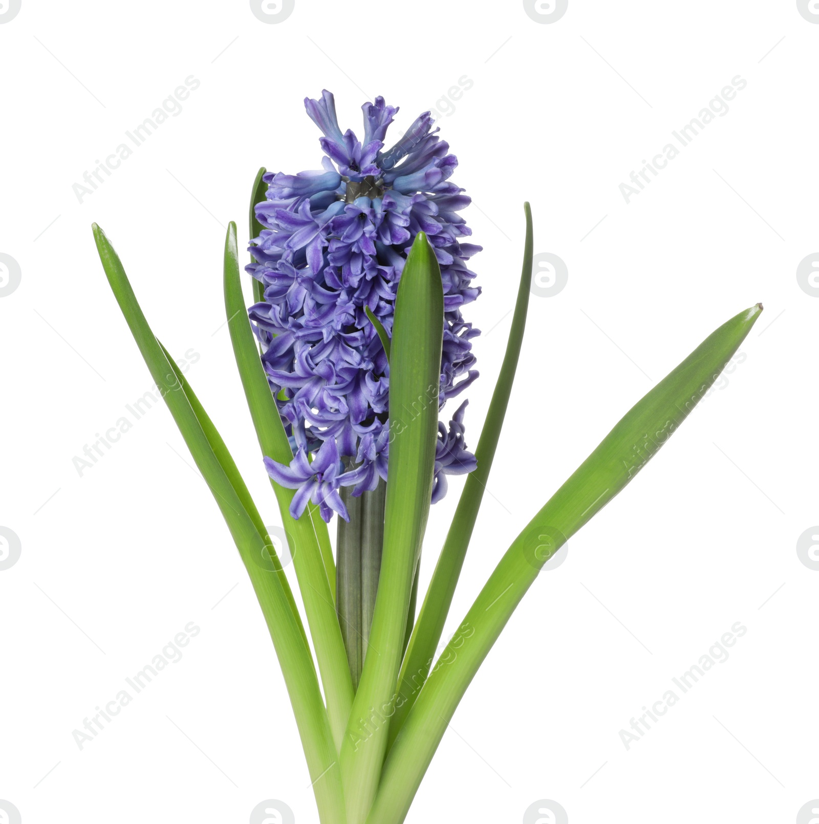 Photo of Beautiful spring hyacinth flower isolated on white