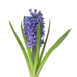 Photo of Beautiful spring hyacinth flower isolated on white