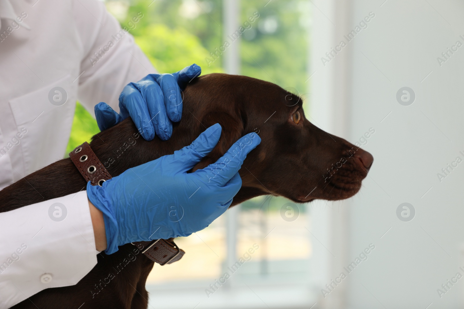 Photo of Veterinarian examining dog's skin for ticks in clinic, closeup