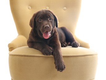 Photo of Cute Labrador retriever puppy on chair against light background. Friendly dog