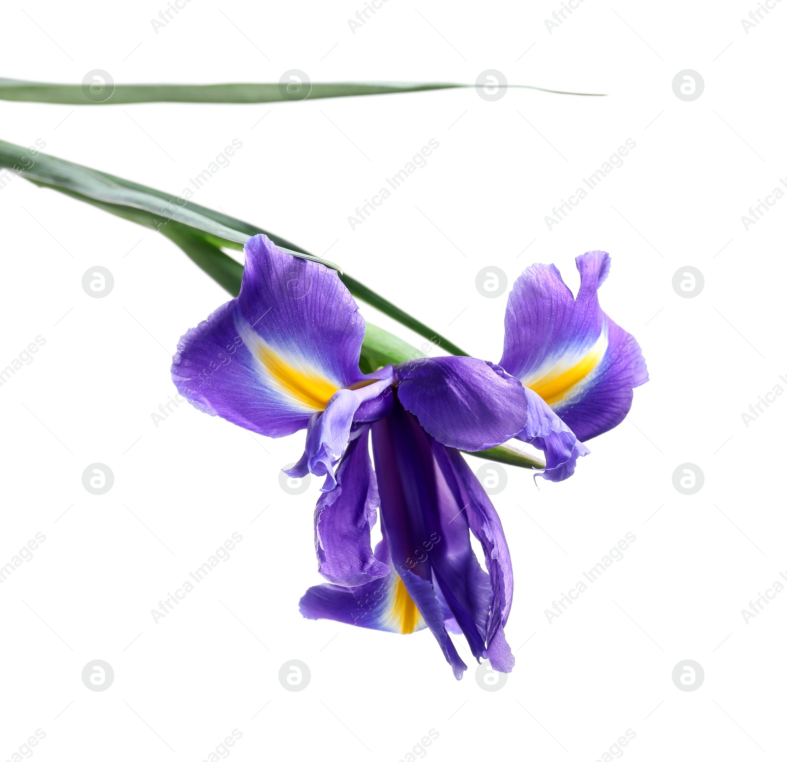 Photo of Beautiful violet iris flower isolated on white