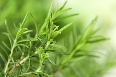 Photo of Twigs of fresh rosemary on blurred background, closeup. Space for text