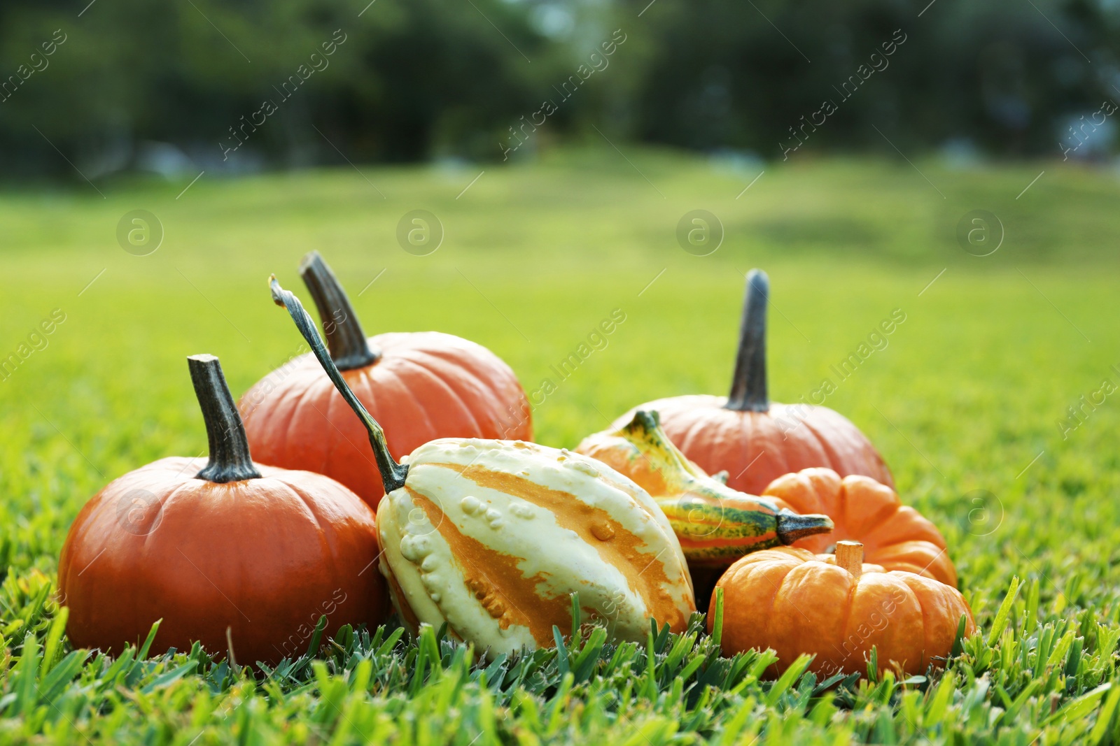 Photo of Many orange pumpkins on green grass outdoors