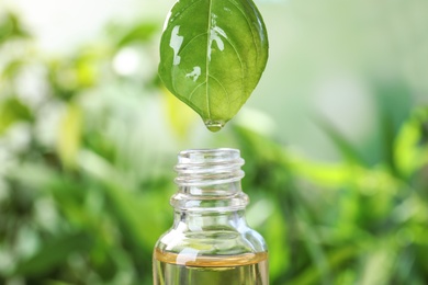 Essential oil dripping from basil leaf into glass bottle on blurred background, closeup