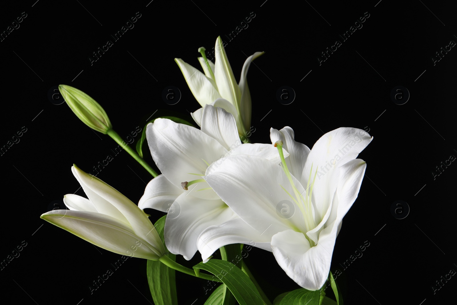 Photo of Beautiful white lily flowers on black background, closeup