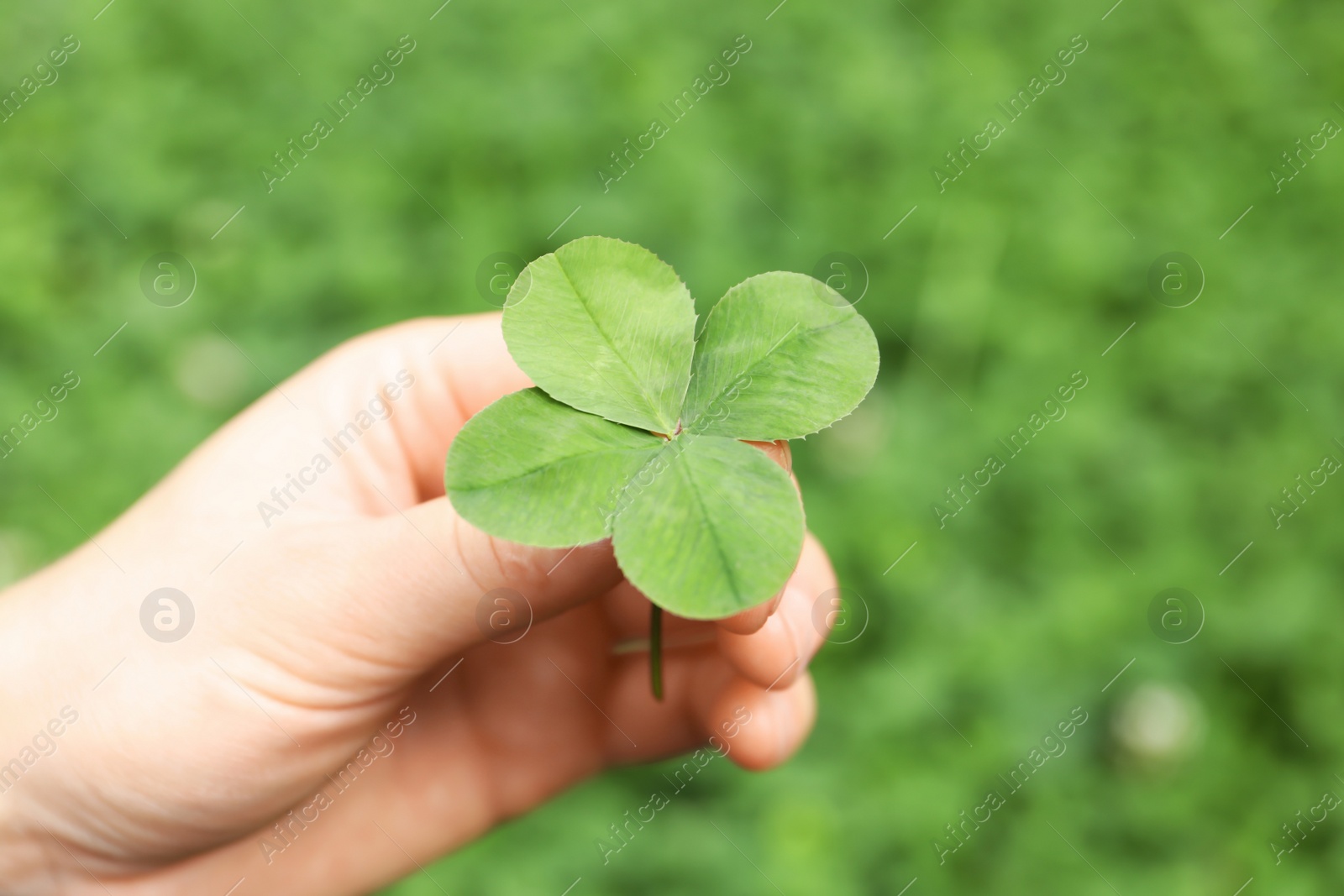 Photo of Woman holding four-leaf clover outdoors, closeup