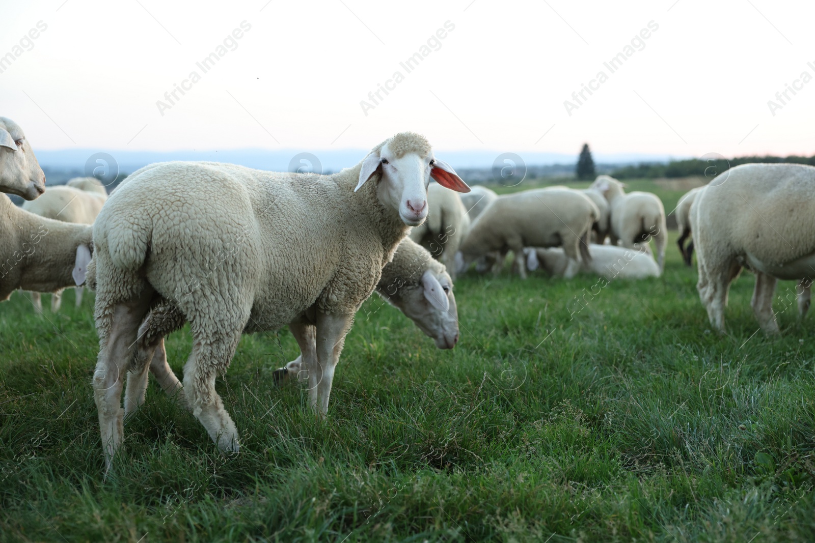 Photo of Cute sheep grazing on green pasture. Farm animals