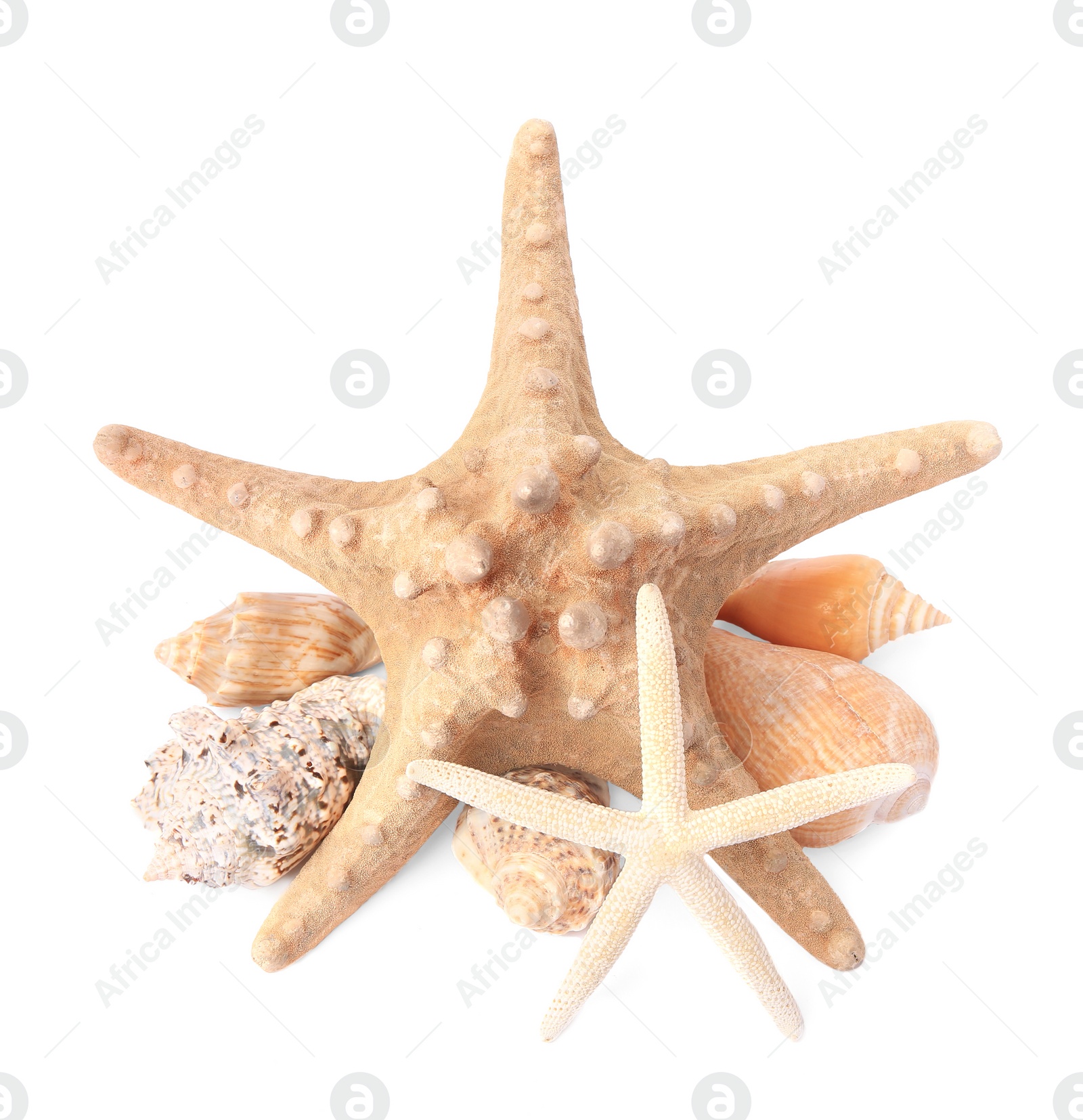 Photo of Beautiful sea stars and seashells isolated on white