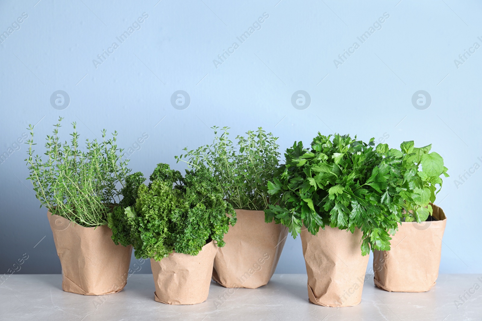 Photo of Seedlings of different aromatic herbs in paper wrapped pots on light grey marble table