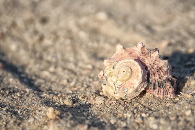 Photo of Seashell in sand on beach. Summer vacation