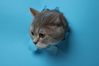 Photo of Cute grey cat peeking out hole in light blue paper