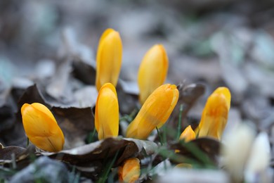 Photo of Beautiful yellow crocus flowers growing in grass outdoors, closeup