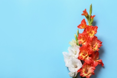 Photo of Flat lay composition with beautiful gladiolus flowers on blue background. Space for text