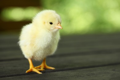 Photo of Cute chick on wooden surface outdoors, closeup with space for text. Baby animal