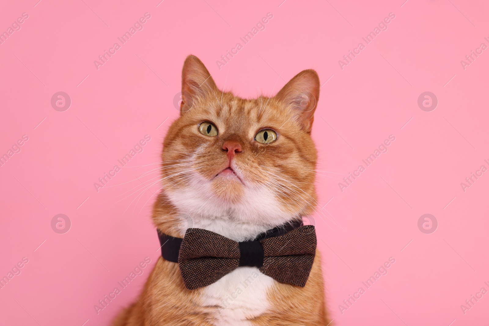 Photo of Cute cat with bow tie on pink background