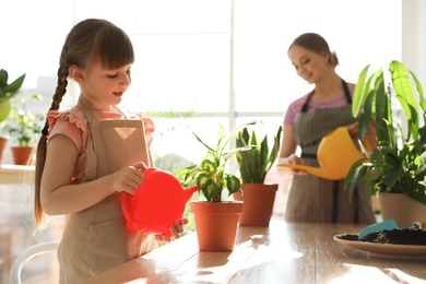 Mother and daughter watering home plants at wooden table indoors