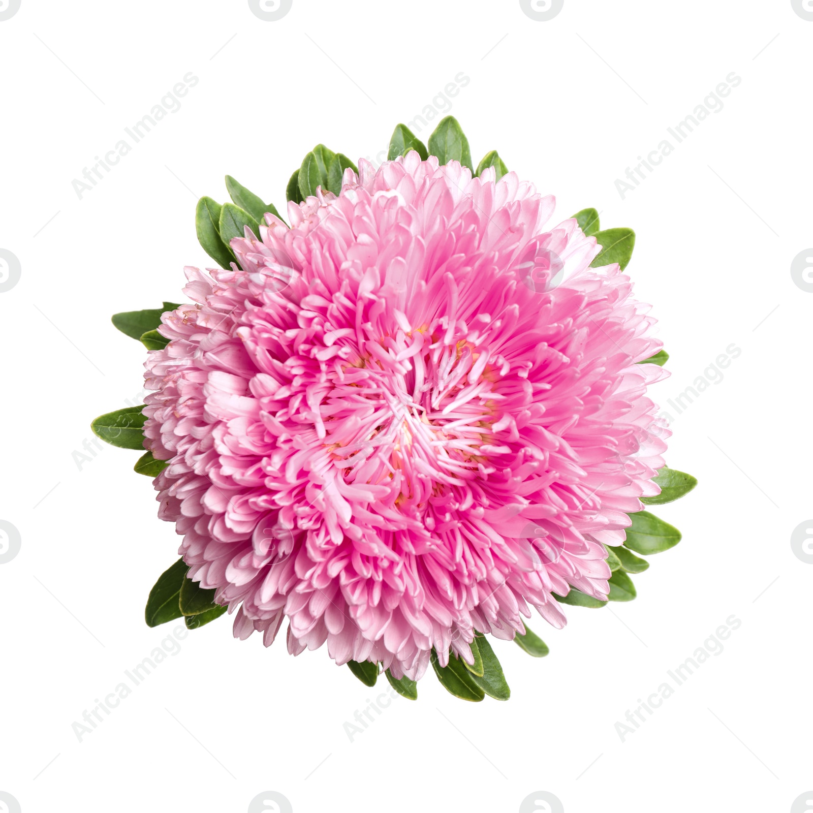 Photo of Beautiful pink aster flower on white background