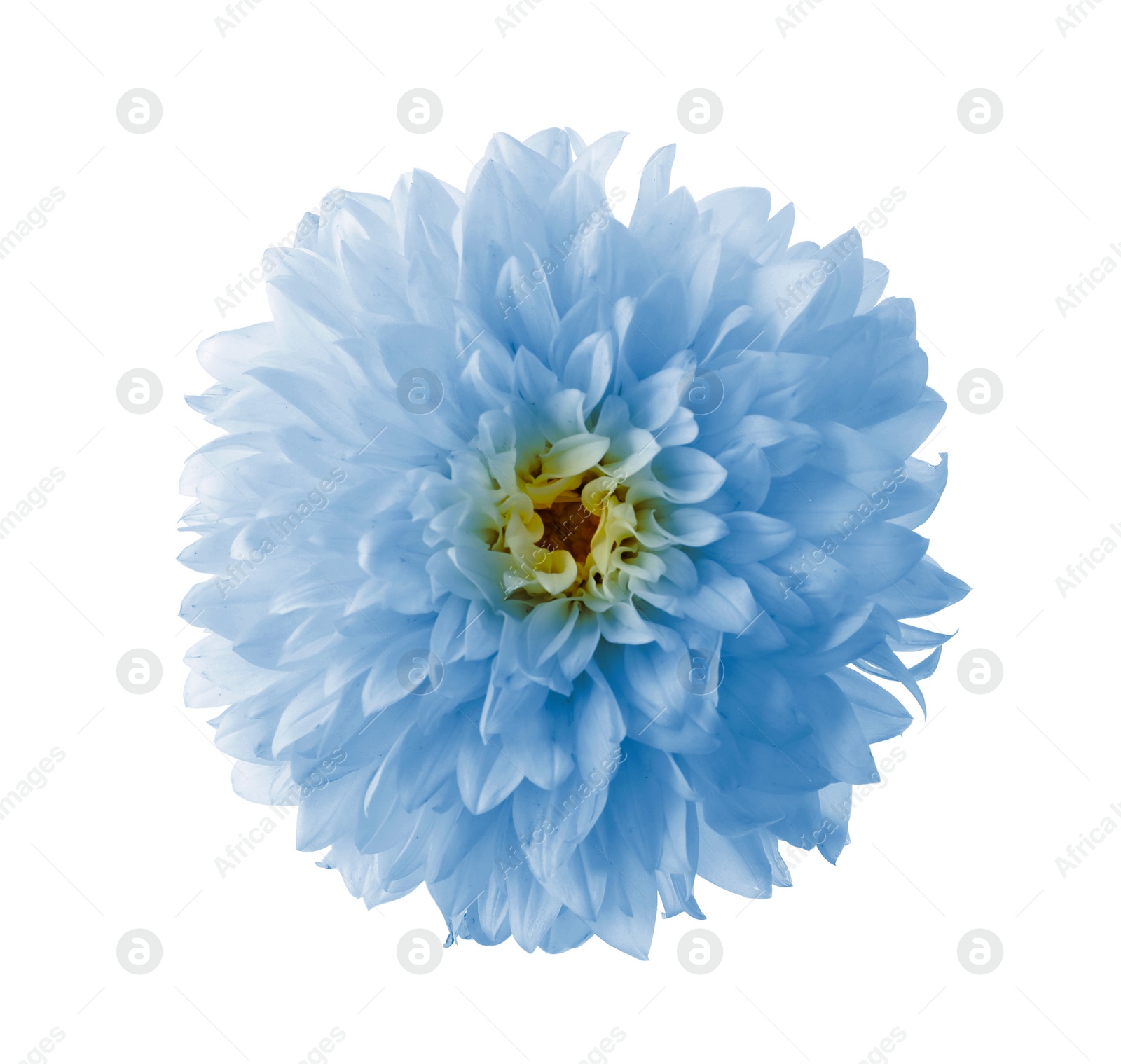 Image of Beautiful light blue dahlia flower on white background