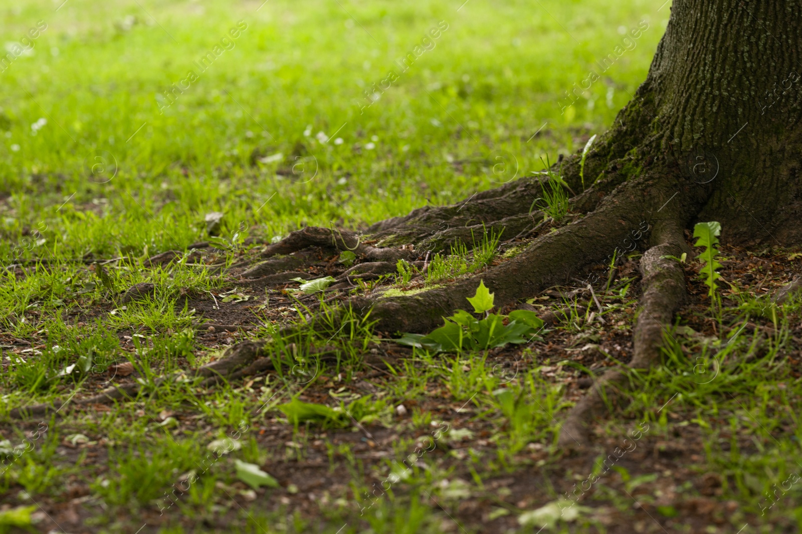 Photo of Tree roots overgrown with beautiful green grass outdoors