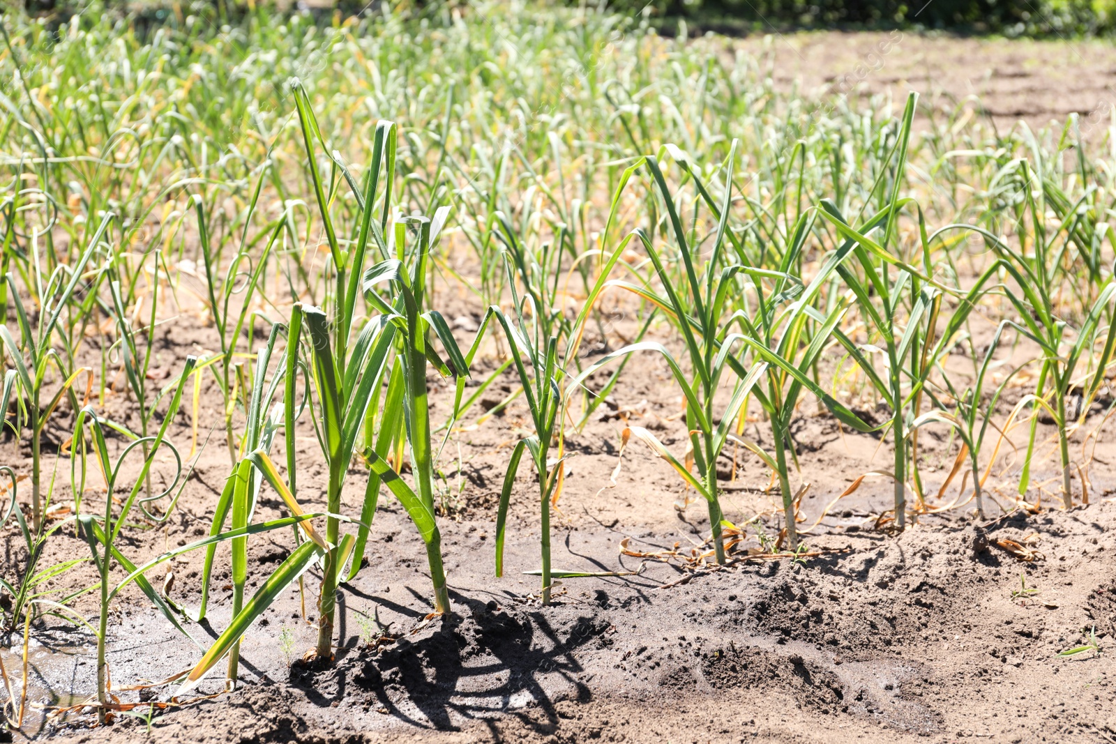 Photo of Young green garlic sprouts growing in field