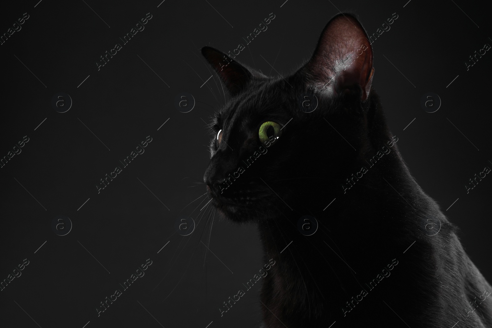 Photo of Adorable cat on black background, space for text. Lovely pet