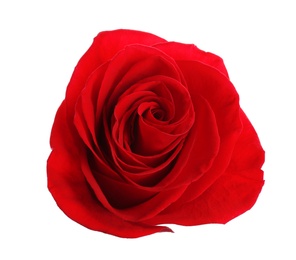 Beautiful red rose on white background, top view. Perfect gift