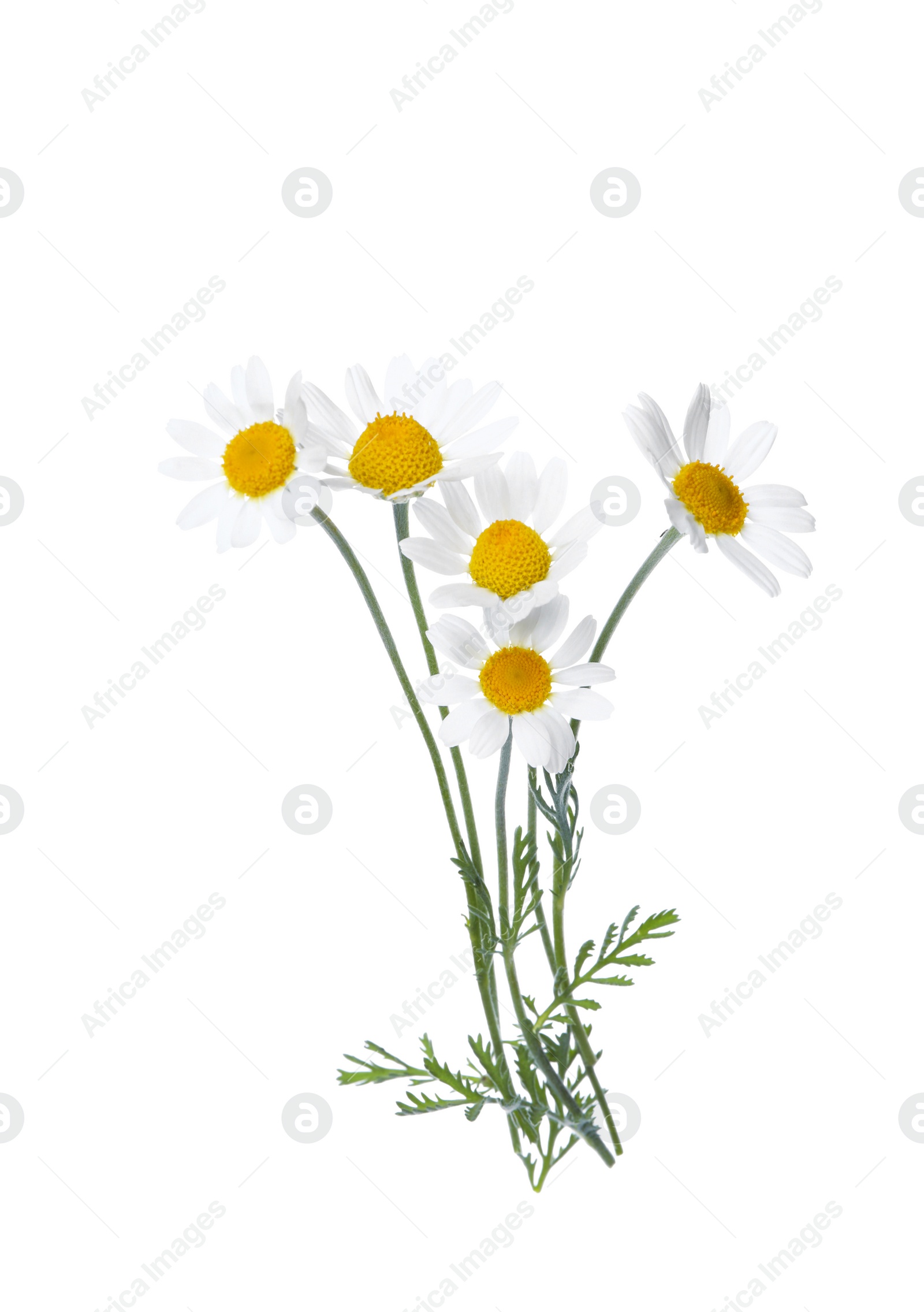 Photo of Blooming chamomiles isolated on white. Beautiful flowers