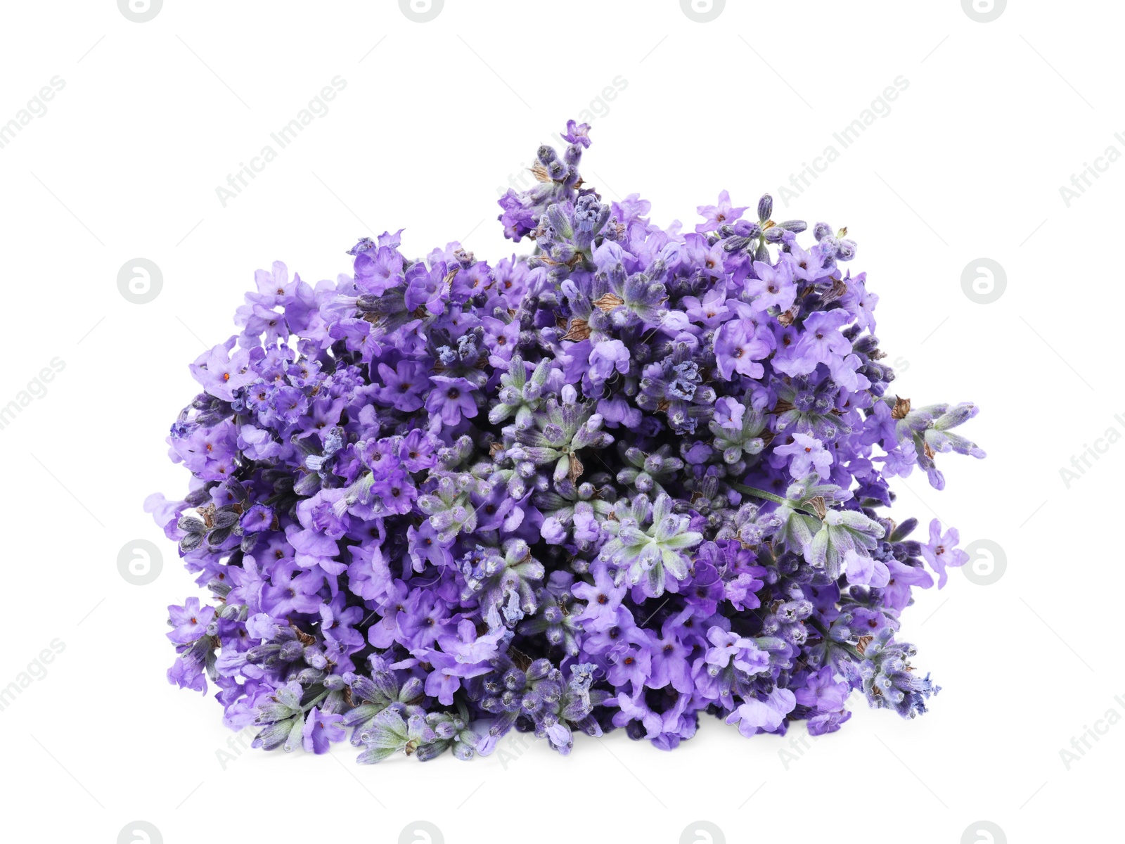 Photo of Bouquet of beautiful lavender flowers isolated on white