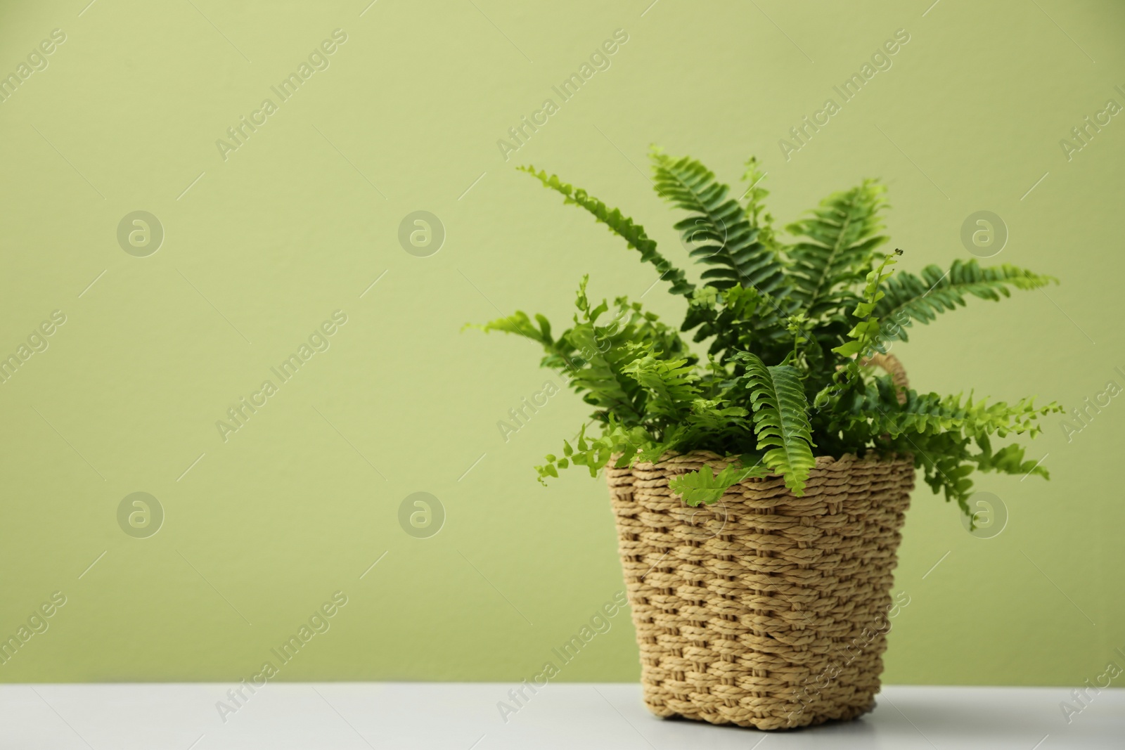 Photo of Beautiful fresh fern on white table. Space for text