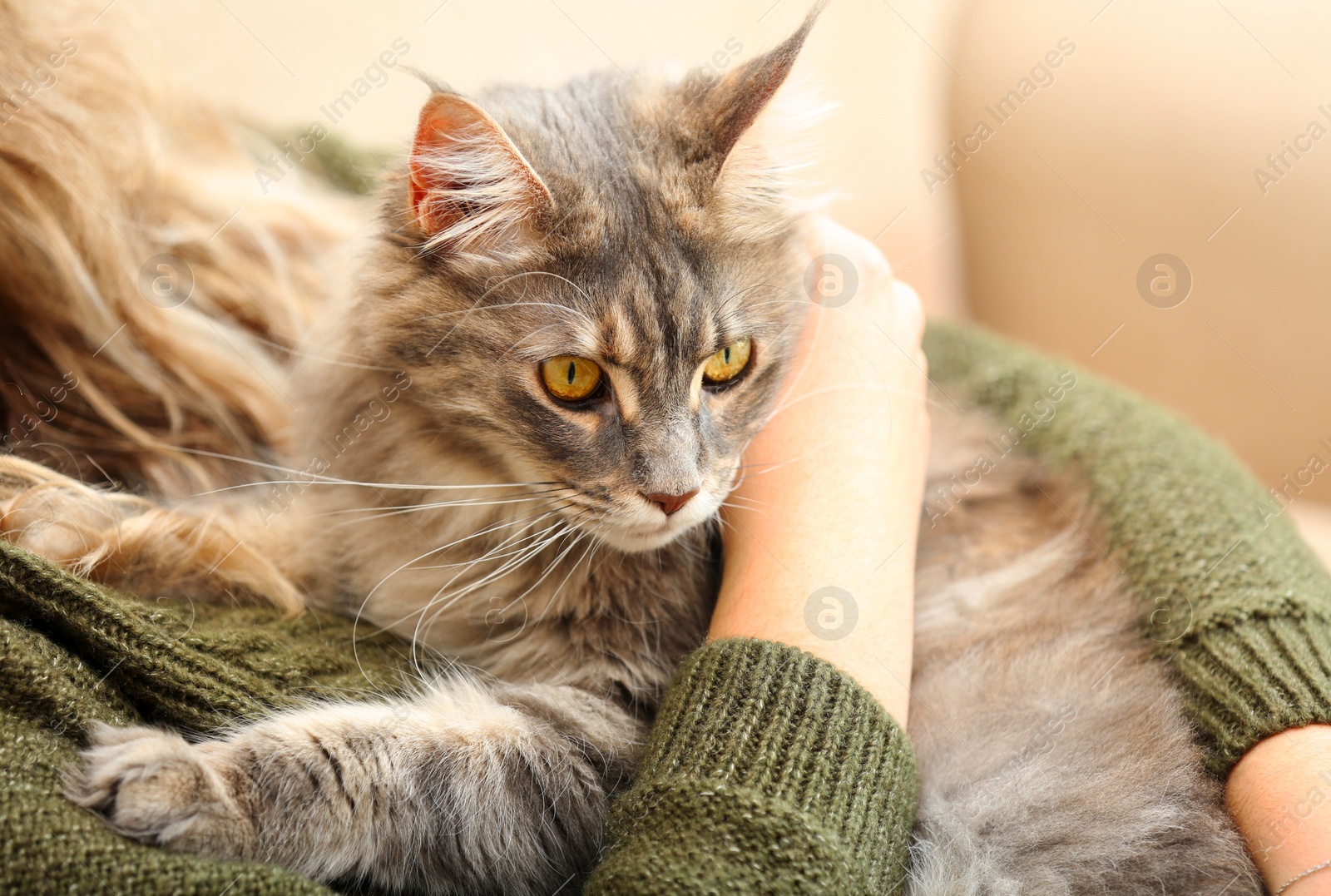 Photo of Woman with adorable Maine Coon cat at home, closeup