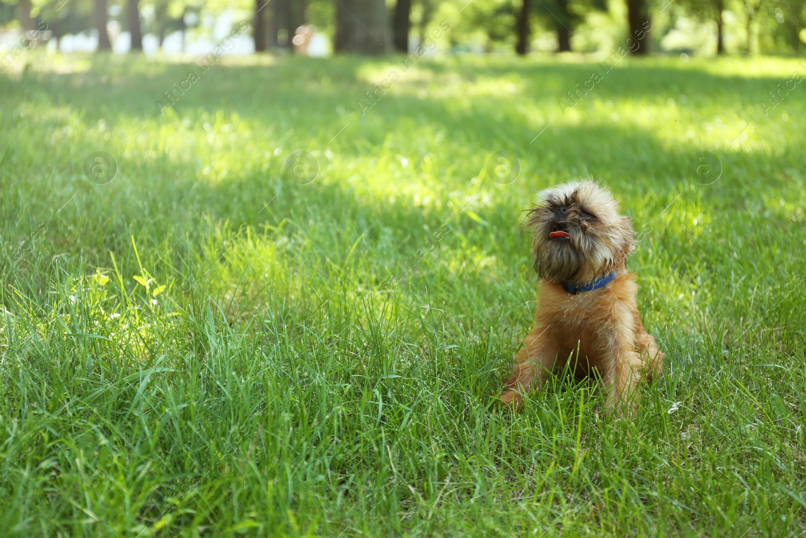 Photo of Cute fluffy dog on green grass in park. Space for text