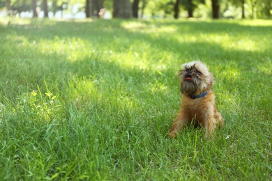 Photo of Cute fluffy dog on green grass in park. Space for text