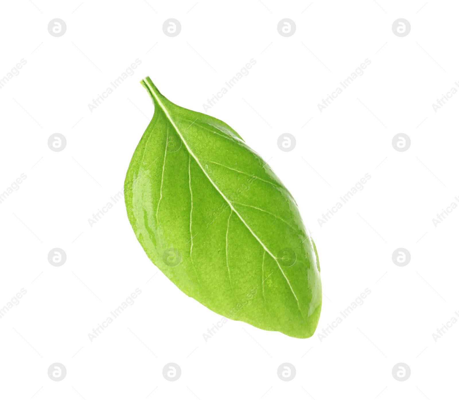 Photo of Fresh green basil leaf on white background