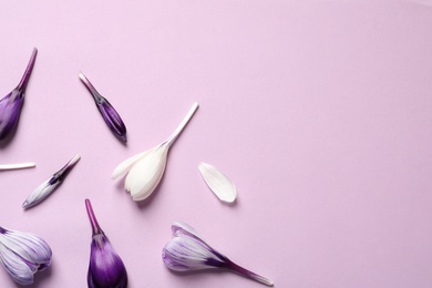 Photo of Flat lay composition with spring crocus flowers on color background, space for text