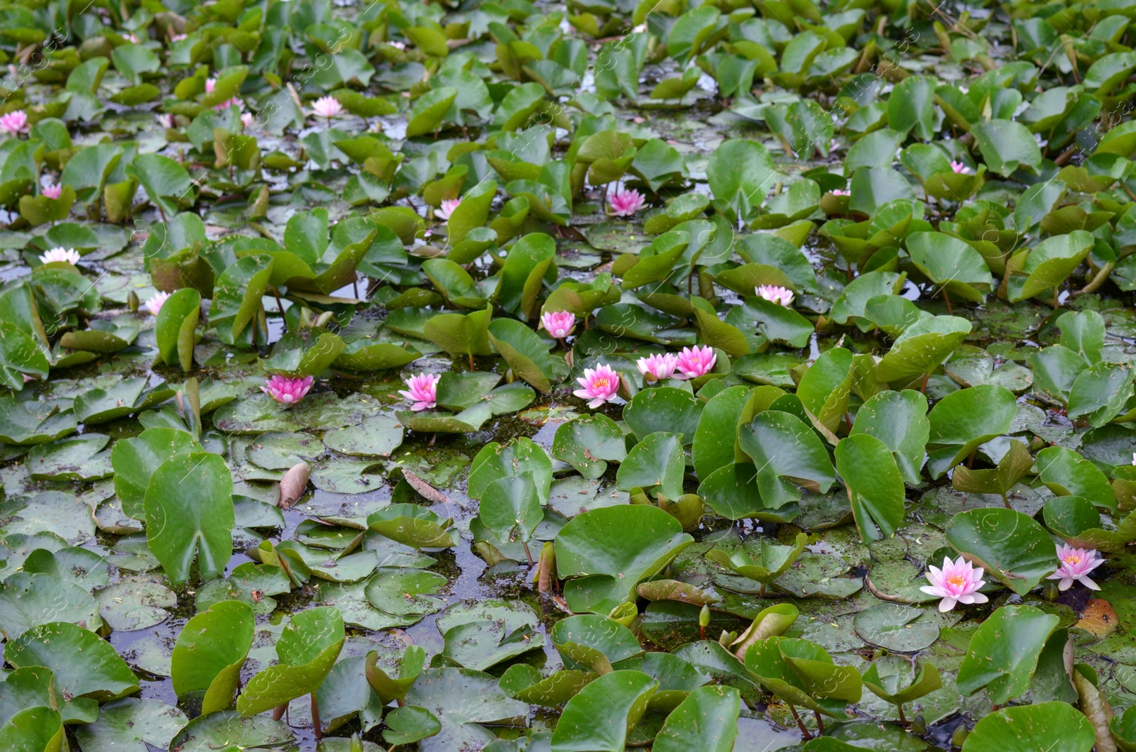 Photo of Beautiful water lily flowers and leaves in pond