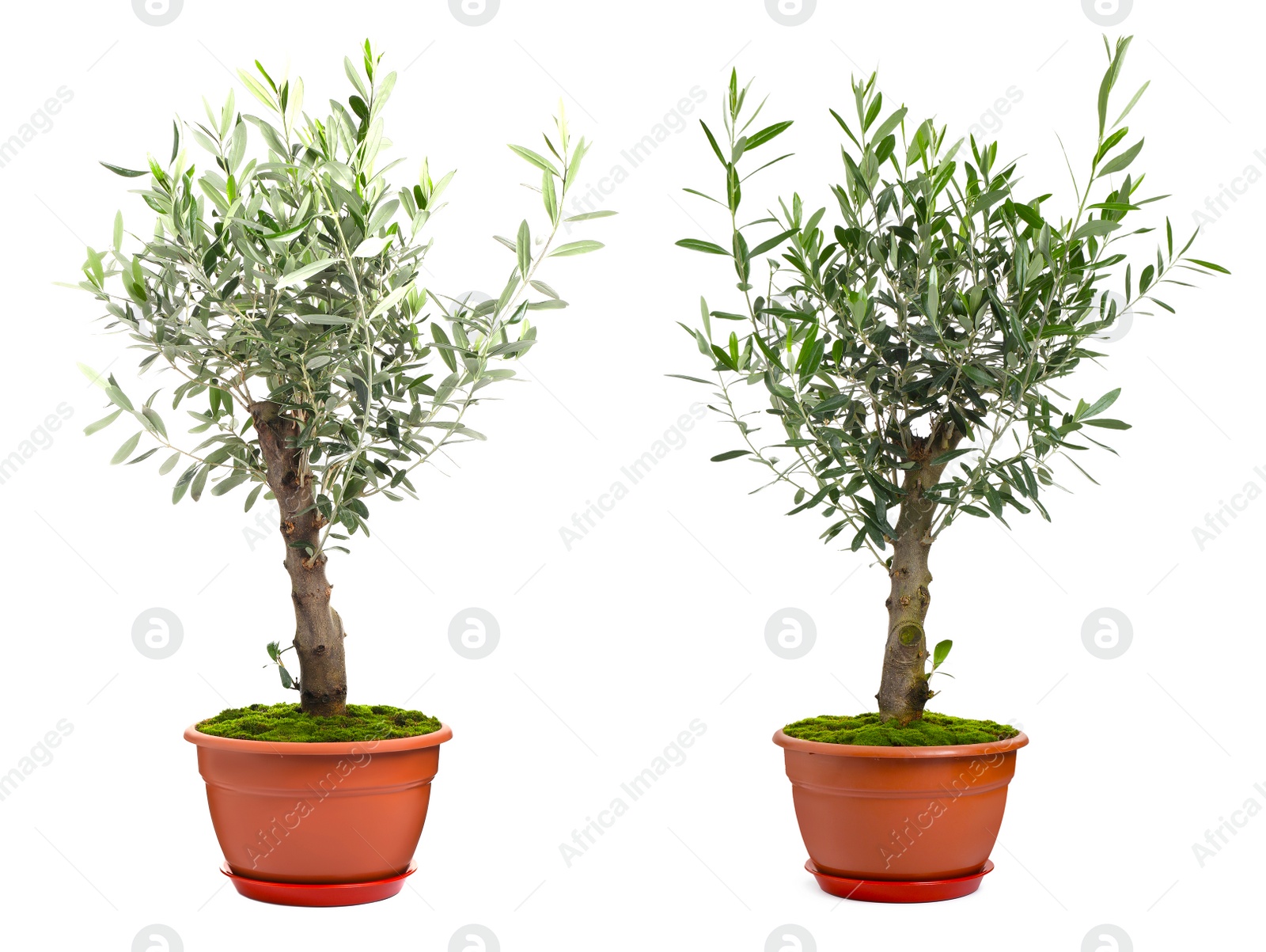 Image of Beautiful potted olive trees on white background, collage