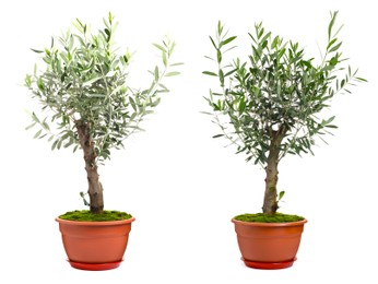 Image of Beautiful potted olive trees on white background, collage