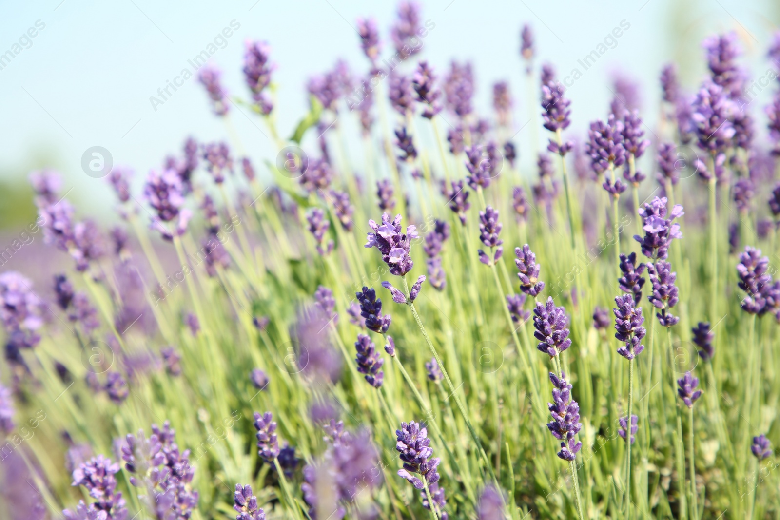 Photo of Beautiful blooming lavender growing in field, closeup