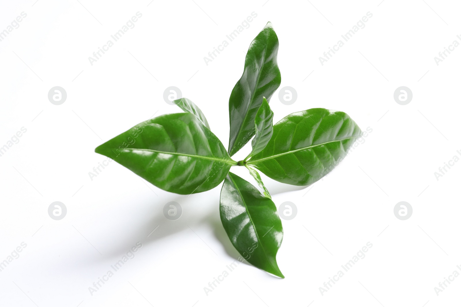 Photo of Fresh green coffee leaves isolated on white