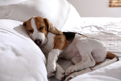 Photo of Cute Beagle puppy sleeping on bed. Adorable pet