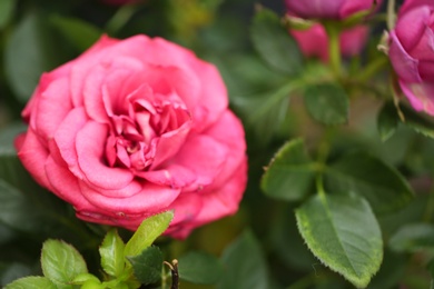 Beautiful rose shrub with blooming flower, closeup