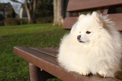 Photo of Cute fluffy Pomeranian dog on wooden bench outdoors, space for text. Lovely pet