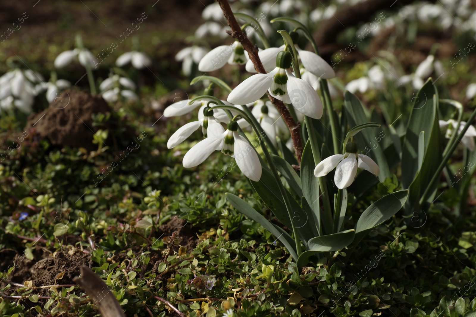 Photo of Beautiful white blooming snowdrops growing outdoors, closeup