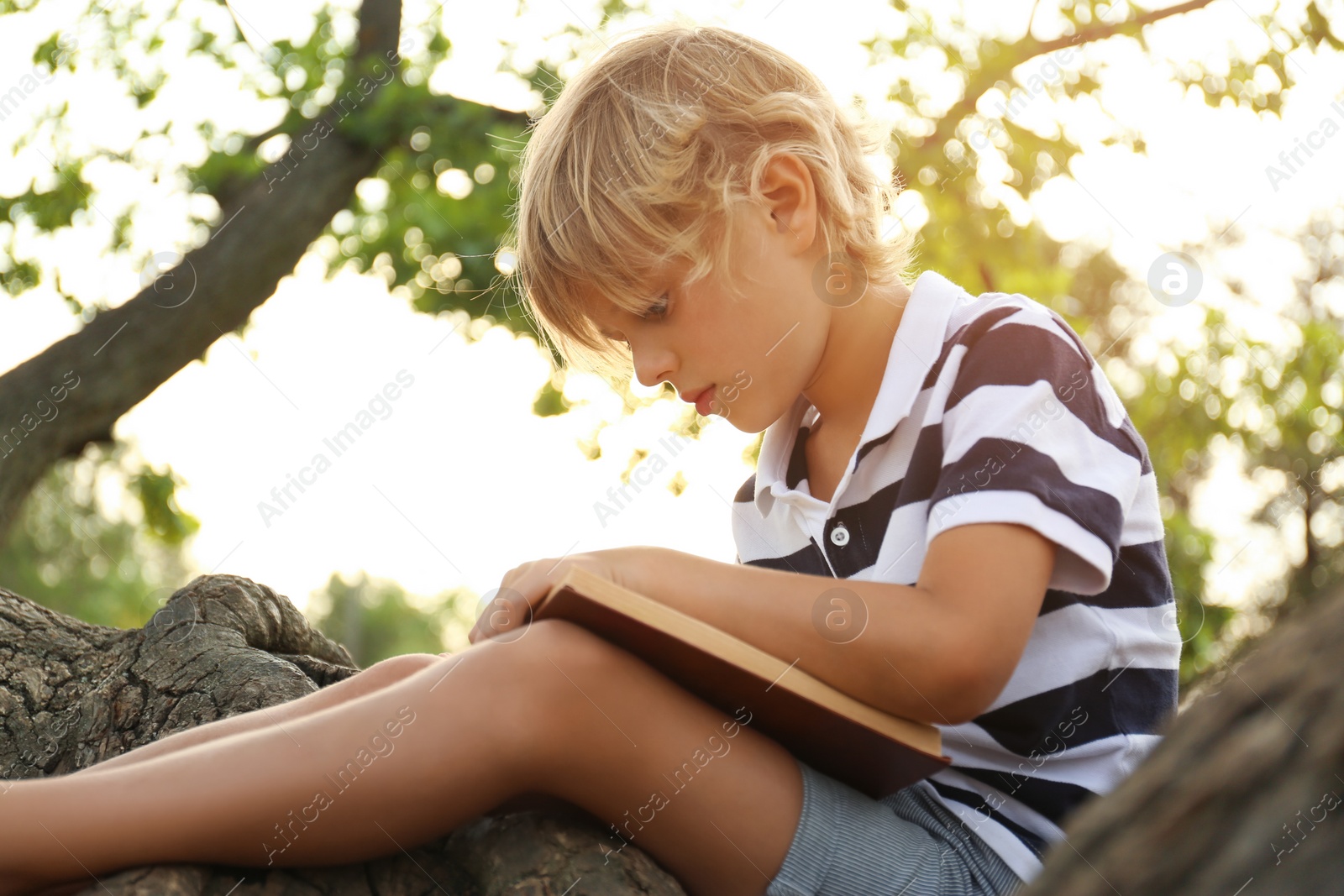 Photo of Cute little boy reading book on tree in park