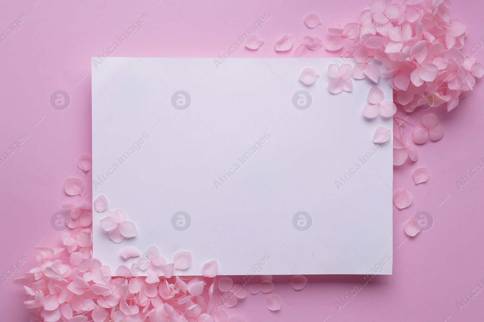 Photo of Beautiful hortensia flowers and sheet of paper on pink background, flat lay. Space for text