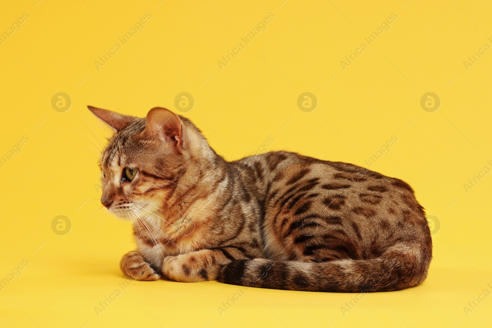 Photo of Cute Bengal cat on orange background. Adorable pet