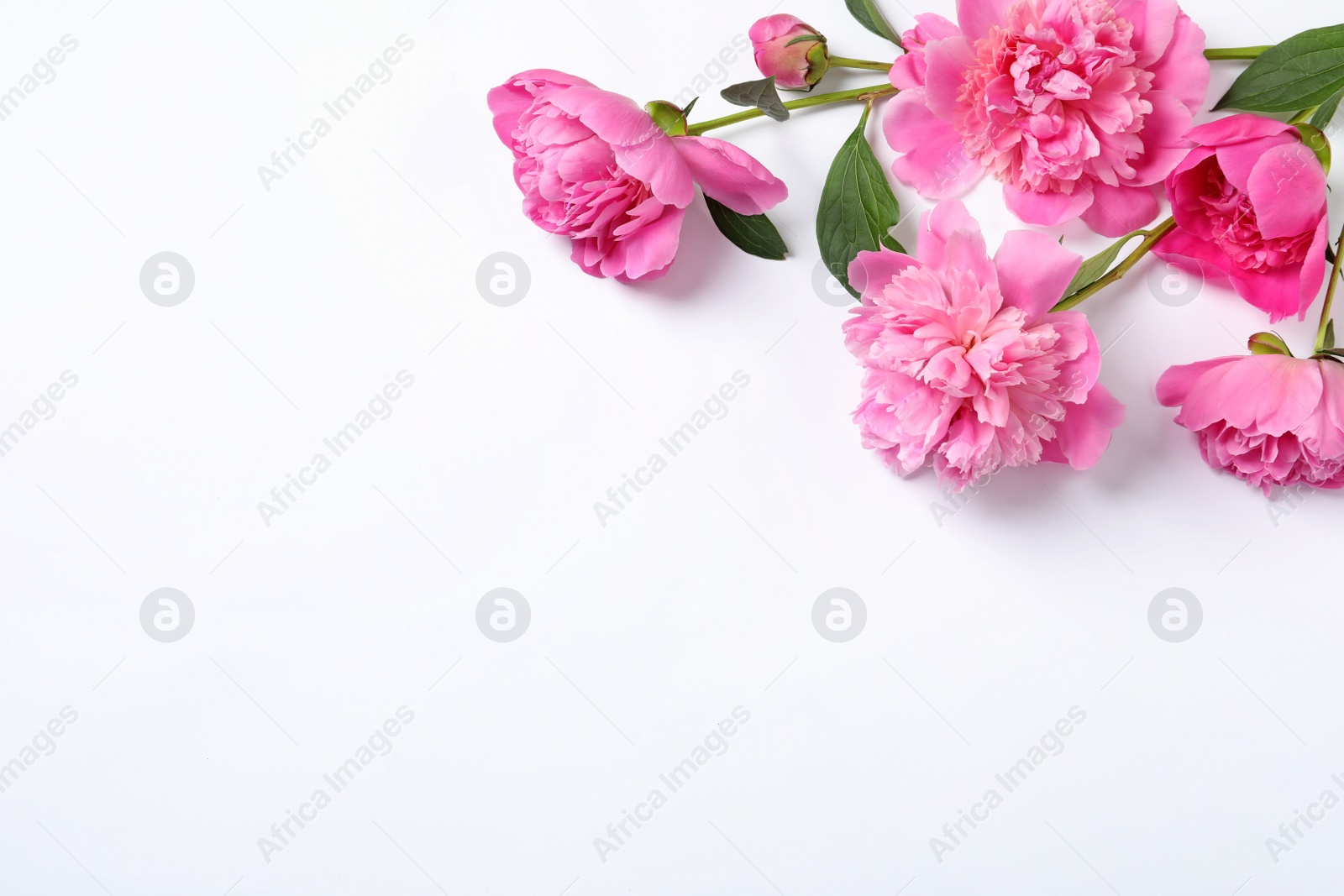 Photo of Beautiful peony flowers on white background, top view