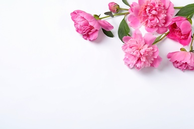 Beautiful peony flowers on white background, top view